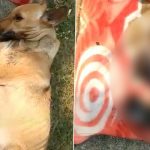 Bhopal Horror: Female Dog Poisoned, Three Puppies Burnt Alive; Search for Accused Underway (Graphic Video Warning)